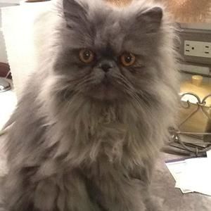 Meet your Posher, Peggy